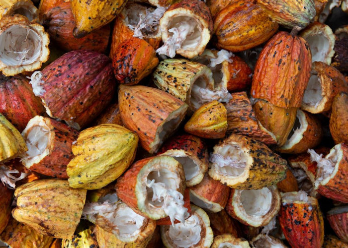 Yuk Intip Cara Mudah untuk Menanam Kakao Bagi Pemula Agar Bisa Berbuah Lebat