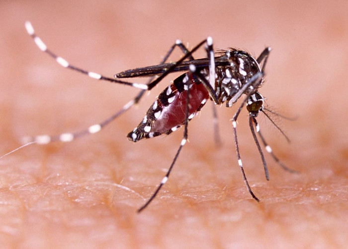 Nyamuk Wolbachia, Solusi Inovatif Penanggulangan Penyakit Demam Berdarah Dengeu