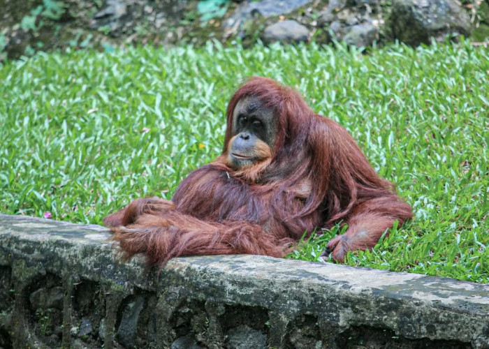 Ada Penghuni Baru di Kebun Binatang Ragunan, Kuy Ditonton Mumpung Libur Natal dan Tahun Baru