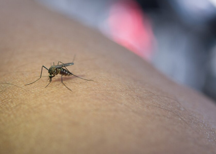 Penyebaran Nyamuk Wolbachia di Indonesia, Bikin Mandul Aedes Aegypti