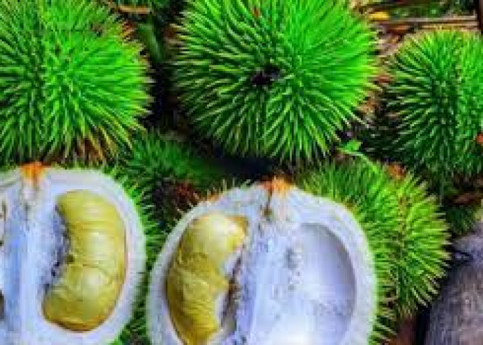  Mengenal Durian Hijau, Varietas Durian Istimewa Dengan Aroma dan Rasa yang Unik