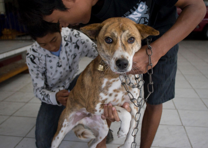 Pahami! Kenali Gejala Rabies dan Cara Mencegahnya untuk Terhindar dari Dampak Fatal