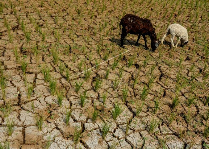 Prakiraan Fenomena El Nino di Indonesia 2024, Berlangsung Lebih Lama dari Prediksi Awal, Ini Penyebabnya 