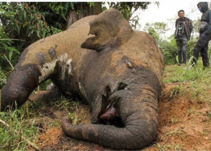 Kejamnya, Seekor Gajah Sumatera di Aceh Dibunuh Gadingnya Diambil Pemburu