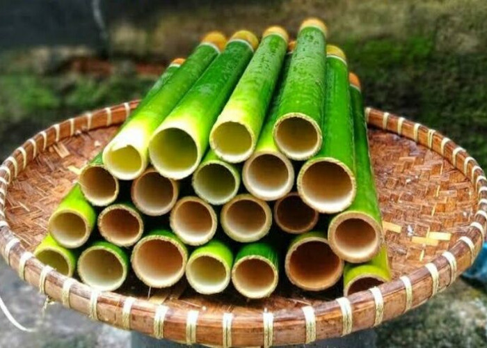 Bambu Lemang atau Bambu Talang 