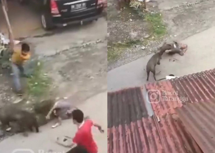 Viral! Seekor Babi Hutan Ngamuk dan Serang Warga Secara Brutal di Padang, Korban Alami Luka Serius