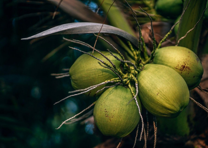 Kenali Manfaat Air Kelapa Hijau Untuk Ibu Hamil