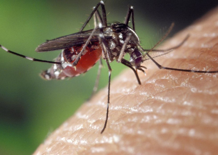 Peneliti Ungkap Dampak Gigitan Nyamuk Wolbachia kepada Manusia yang Menimbulkan Bentol, Apakah Bahaya?