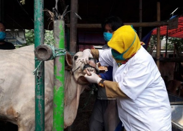 8 Sapi Kurban di Tangerang Terkena Cacing Hati, Dagingnya Layak Dikonsumsi? Ini Penjelasannya