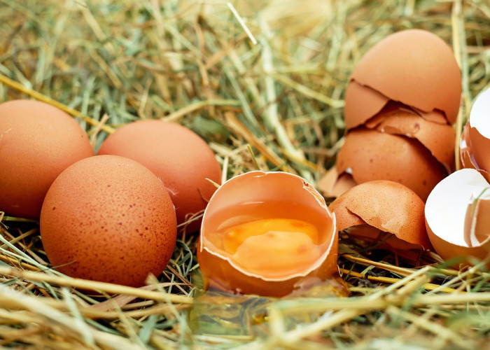 Ketahui Manfaat Telur Ayam Kampung Untuk Kesehatan 