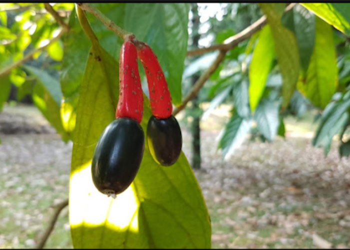 Flora Endemik Langka Dehaasia Ditemukan di Taman Nasional Meru Betiri, Jember