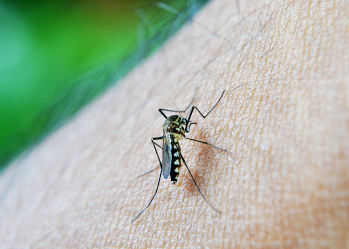 Mengenal Penyakit Malaria Serta Gejala dan Cara Mencegahnya