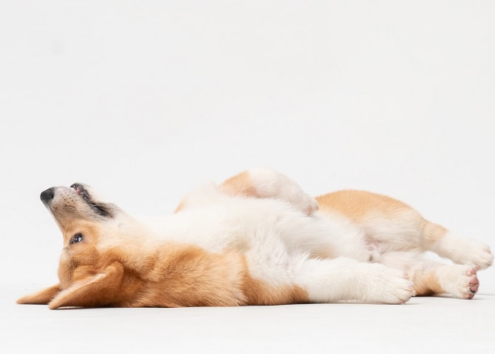  Simak Tentang Anjing welsh Corgi Dan 6 Fakta Menarik Yang Penuh Cinta