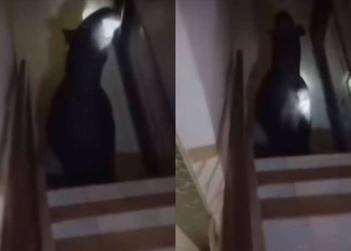 Viral! Tapir Berukuran Besar Masuk Rumah Warga hingga Lantai 2, Bikin Penghuni Rumah Kaget