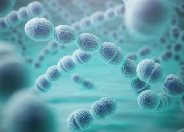 Ciri-Ciri dan Gejala Terinfeksi Bakteri Pemakan Daging Streptococcus, 48 Jam Terinfeksi Sebabkan Kematian!
