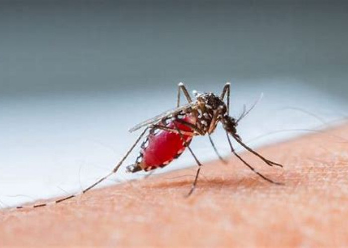 6 Tips Cegah Demam Berdarah, Saatnya Berantas Sarang Nyamuk Aedes Aegypti