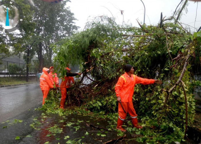 Jakarta Diguyur Hujan Deras Disertai Angin Kencang 6 Juli 2024, 4 Pohon Tumbang 