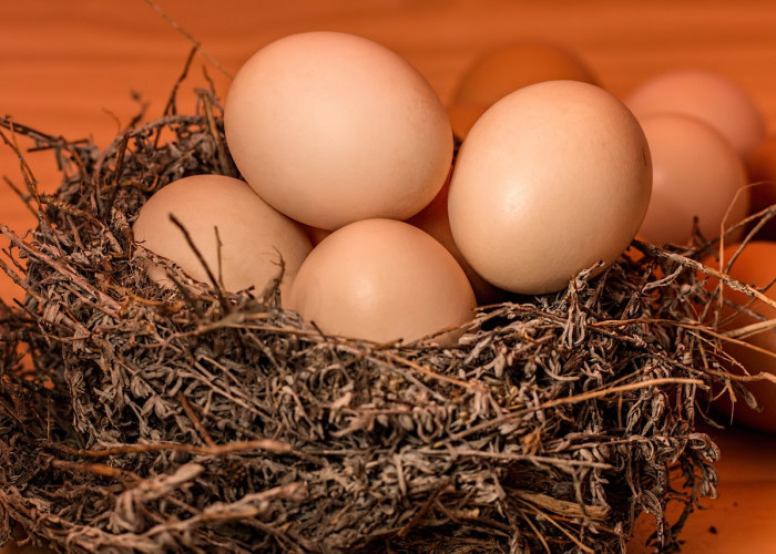 Manfaat Telur untuk Ibu Hamil, Bumil Wajib Tahu! 
