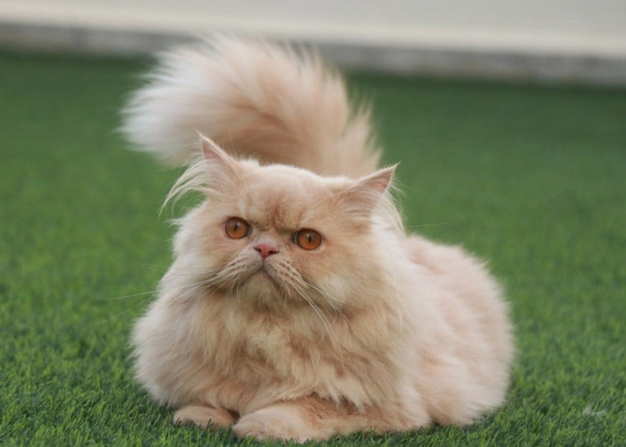 Kucing Persia: Ciri, Jenis Dan Cara Merawatnya
