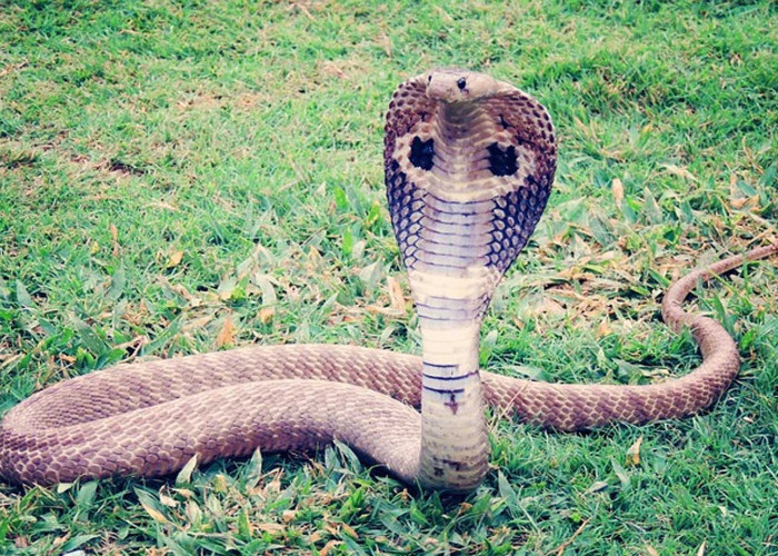 King Cobra: Raja di Dunia Ular dengan Selera Makan yang Unik