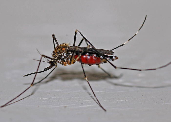 Waspada! Penyakit Malaria Yang Bisa Tertular Dari Gigitan Nyamuk, Simak Gejala serta Pencegahannya
