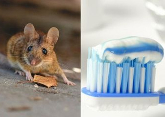 Mau Tahu Cara Mudah Usir Tikus dari Rumah dengan Odol? Simak Disini