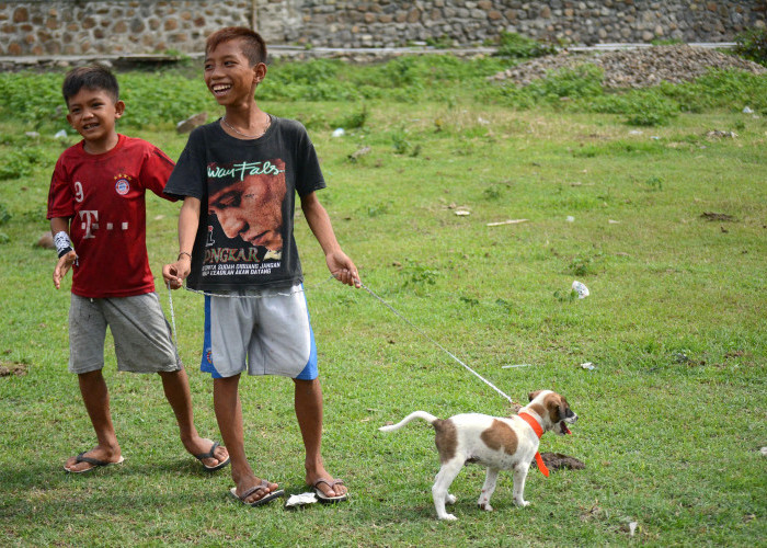 WHO Sebut 71 Orang Indonesia Meninggal Gegara Rabies Sepanjang 2024, NTT Terbanyak