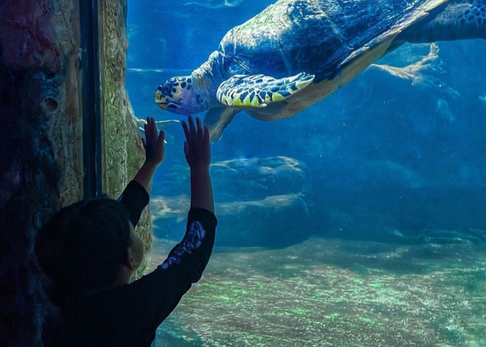 Wisata Seaworld Ancol, Memperkenalkan Keajaiban Bawah Laut di Tengah Ibukota