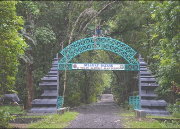 Sejarah Dan Mitos Yang Ada Di Taman Nasional Alas Purwo 