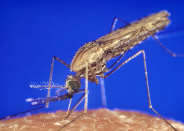 Kenali 4  Gejala  Malaria, Waspadai Menggigil Gejala Utama 