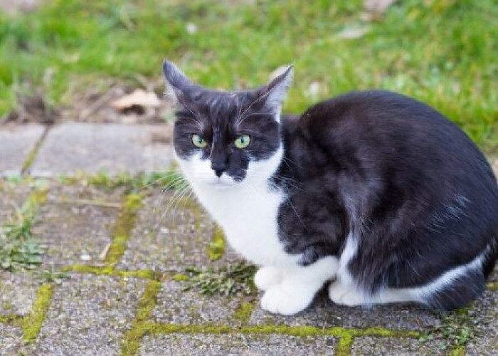 Pecinta Kucing Wajib Paham! Jenis - jenis Muntah Kucing Menurut Ahlinya