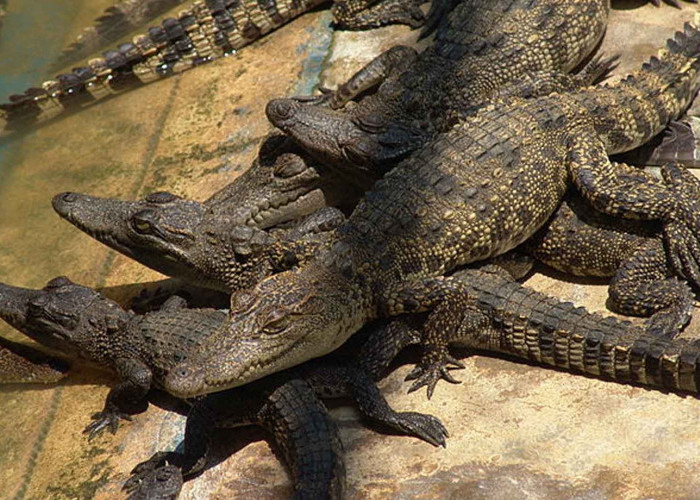 Ketahui semua Hal Tentang Buaya yang Jarang Diketahui Orang