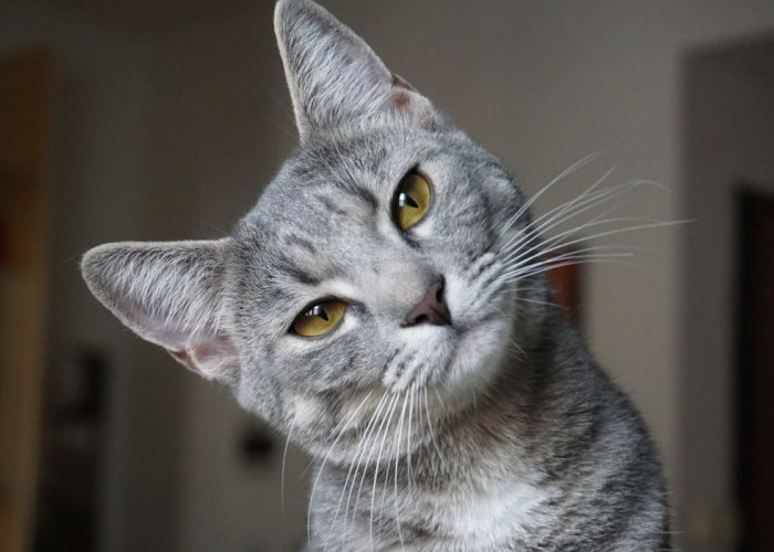 Mitos Atau Fakta? Menabrak Kucing Bakal Dapat Kesialan, Ini Jawaban Buya Yahya