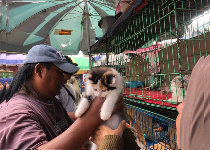 Cat Lovers Wajib Serbu! Kucing Kaki Pendek di Pasar Hewan Jatinegara, Harga Mulai dari Rp1,3 Jutaan