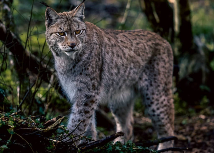 Kucing Lynx, Spesies Langka Yang Hampir Punah