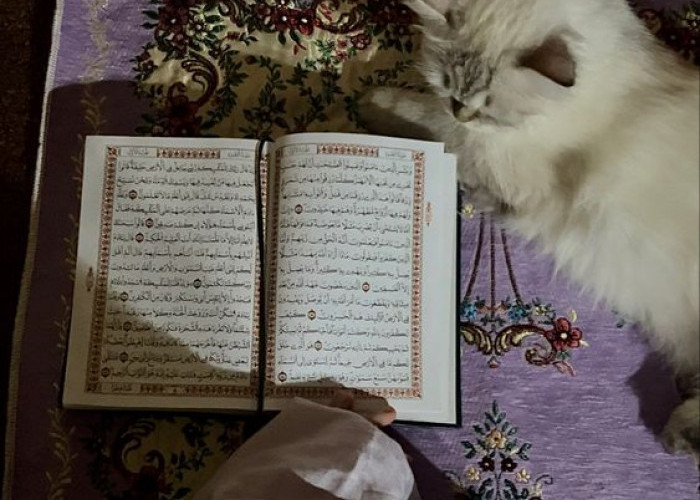 Kucing: Hewan Kesayangan Rasulullah dan Keistimewaannya Dalam Islam