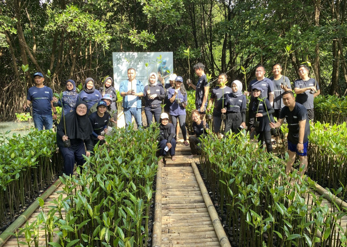 Peringati Hari Mangrove Sedunia, PNM Peduli Tanam 50.000 Pohon Mangrove untuk Tekan Bencana di Pesisir   