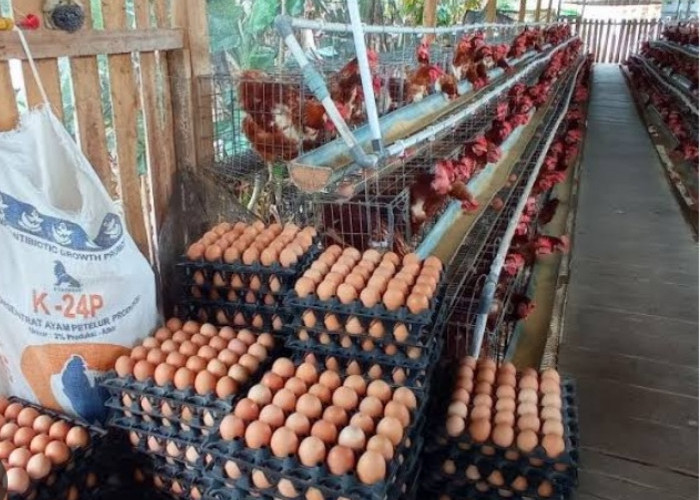 Harga Telur Siap Meroket, Afkir Langkah Solusi! 