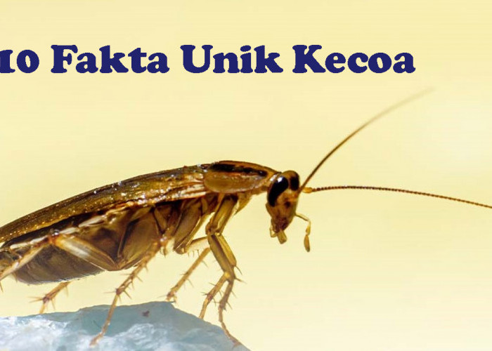 10 Fakta Tentang Kecoa: Serangga Tertua di Dunia!