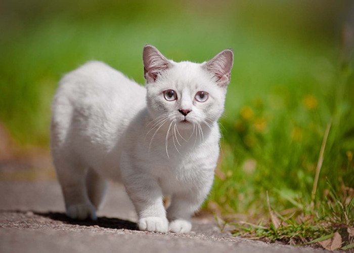 Faktu Unik Kucing Kaki Pendek, Kelainan Genetik yang Lucu dan Menggemaskan