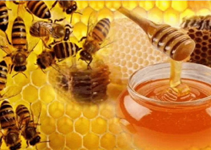 Dari Sarang Lebah ke Meja Anda, Ikuti Perjalanan Madu 