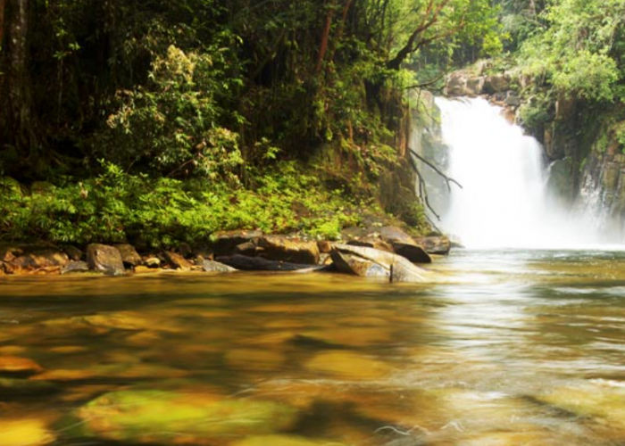 Taman Nasional Gunung Palung, Pesona Alam Tersembunyi di Kalimantan Barat