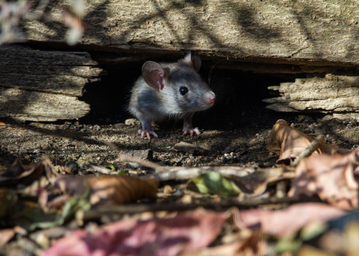 Cara Membasmi Tikus Paling Ampuh di Dalam Rumah Dijamin Langsung Kabur, Cek Selengkapnya di Sini!