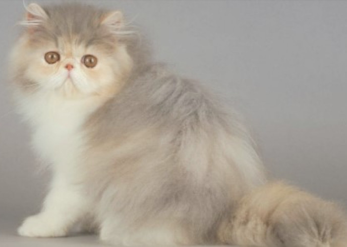 Fakta Menarik dari Kucing Persia, Kucing Bangsawan Yang Ramah