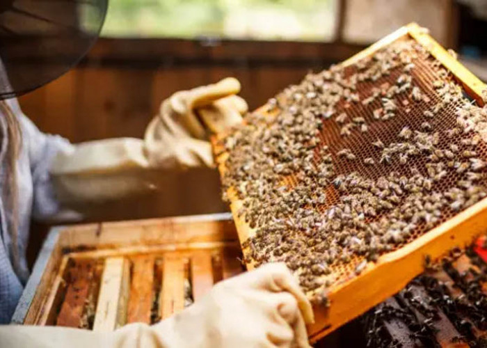 Budidaya Madu: Manfaat dan Panduan Praktis bagi Peternak Lebah
