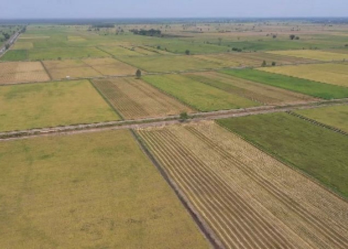 Pemindahan Proyek Food Estate ke Papua Potensi Timbulkan Pemasalahan Baru