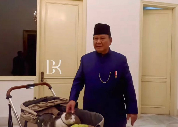 Potret The Cat 'Bobby Kertanegara' Kucing Kesayangan Prabowo Subianto yang Resmi Jadi Penghuni Istana 