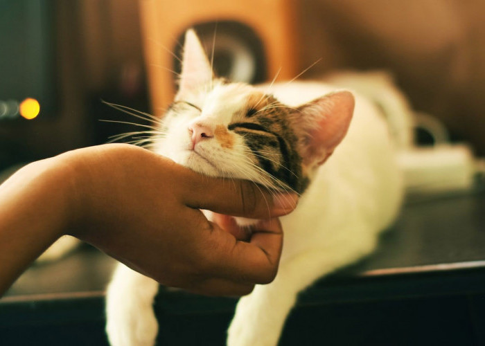Rekomendasi Jenis Kucing Peliharaan yang Unik, Menggemaskan dan Bersahabat!