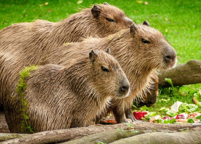 Mengenal Hewan Mas Bro: Inilah 6 Fakta Menarik Capybara, Si Satwa yang Jadi Idola Warganet