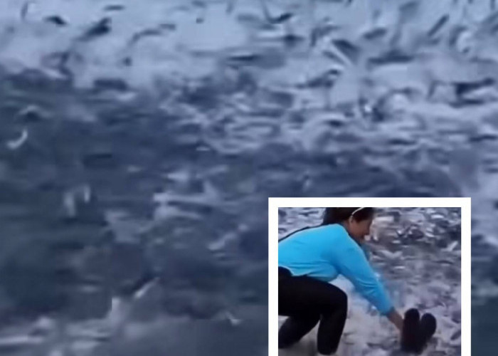 Viral! Fenomena Ribuan Ikan Naik ke Permukaan Pesisir Pantai, Bakal Ada Gempa Megathrust?